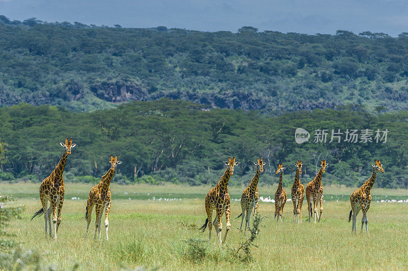 罗斯柴尔德长颈鹿(Giraffa camelopardalis rothschildi)是最濒危的长颈鹿亚种之一，野生长颈鹿只有几百只。纳库鲁湖国家公园，肯尼亚。散步。